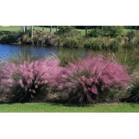 Pink Muhly Grass Plant in a 4 Inch Container   565211641